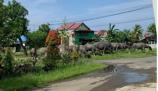 Sejumlah kerbau milik masyarakat memasuki kawasan perumahan Puri Lestari dan merusak tanaman warga setempat.(Foto HB/Idris)
