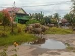 Sejak belasan tahun warga Komplek Perumahan Puri, Kecamatan Kampung Melayu diresahkan atas berkeliaran secara bebas ternak kerbau masyarakat di daerah tersebut. Hewan ternak ini tidak hanya mengganggu lalu lintas juga merusak tanaman milik masyarakat setempat. Masalah ini sudah dilaporkan ke Pemkot Bengkulu, tapi sampai sekarangg tidak respon.(Foto HB/Idris)