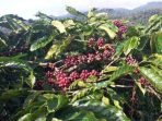 Buah kopi siap panen Tanaman kopi jenis Rabusta milik petani di Bengkulu.(Foto/Dok)