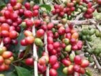 Biji kopi Kopi masih menjadi unggulan ekspor Bengkulu.(Foto-Dokumen)