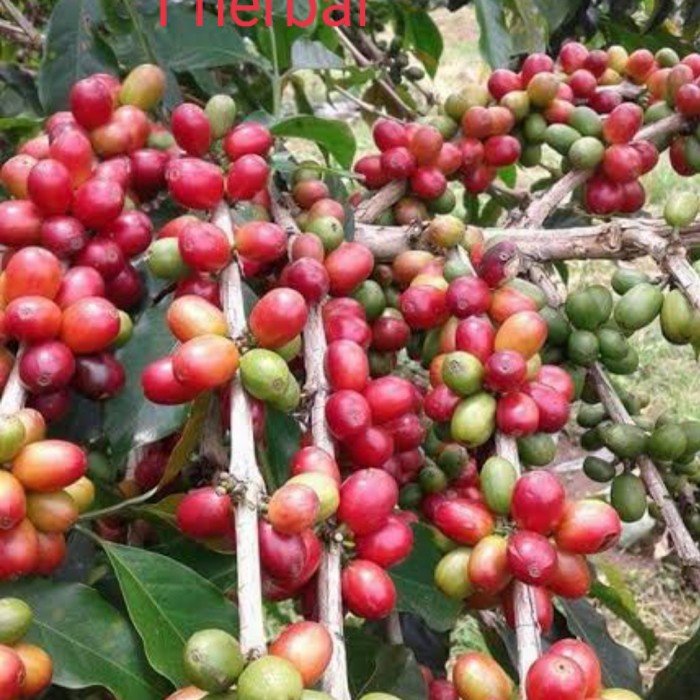 Biji kopi Kopi masih menjadi unggulan ekspor Bengkulu.(Foto-Dokumen)