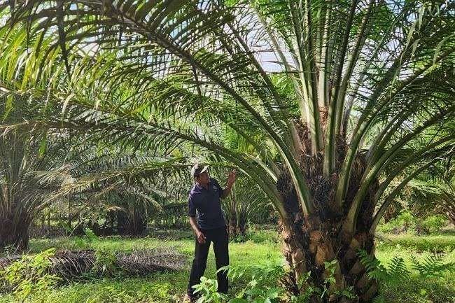 Salah seorang petani sawit melihat buah sawit masih muda.(Foto : RRI.CO)