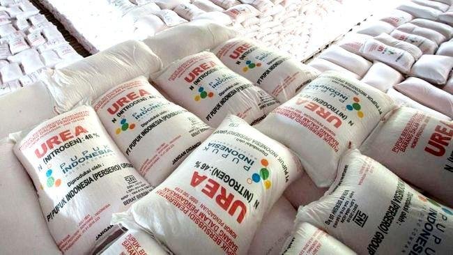 Pupuk subsidi bantuan dar Kementan untuk petani Bengkulu.(Foto-Dokumen)