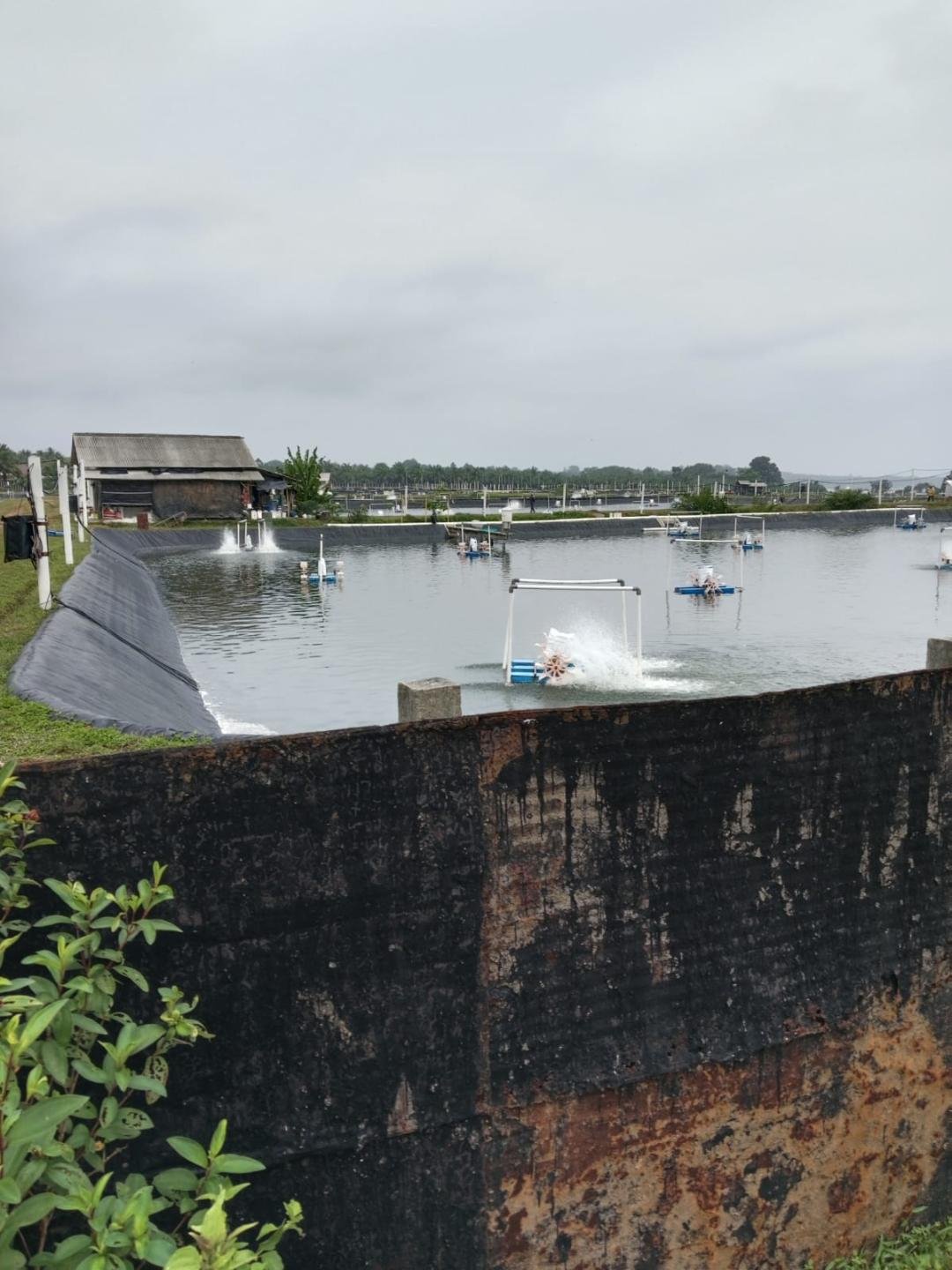Salah satu tambak udang di Kabupaten Kaur, Bengkulu.(Foto-Istimewa)