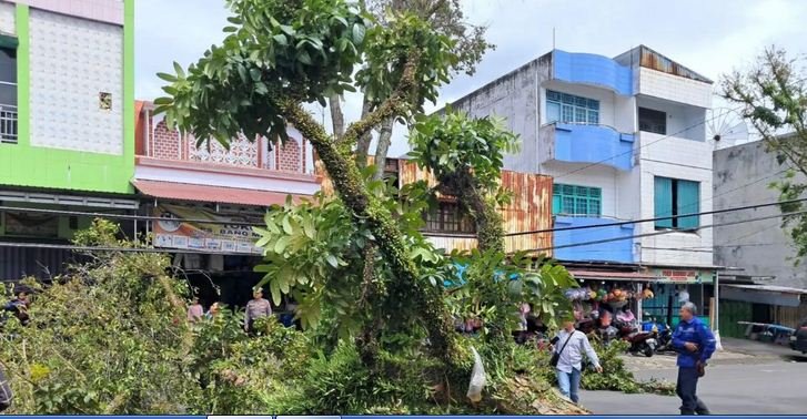 Pohon Tubang Angin Kencang Pohon pelindung di salah satu ruas jalan raya di Curup, Rejang Lebong tumbang akibat angin kencang melanda daerah ini.(Foto-Istimewa)