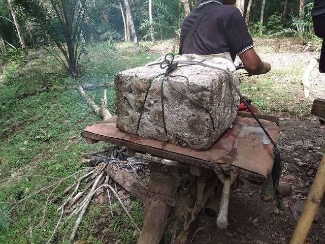 Harga karet beku kering ditingkat petani Bengkulu naik jadi Rp 12.000/Kg.(Foto/Dokumen)