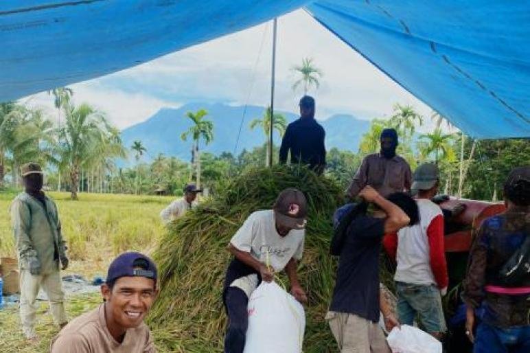 Sejumlah petani di Kabupaten Lebong mulai melaksanakan panen padi dengan hasil sangat memuaskan rata-rata 6 ton GKP per hektare.(Foto/Istimewa)