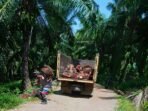 Kebun kelapa sawit milik masyarakat di Bengkulu.(Foto-Istimewa)