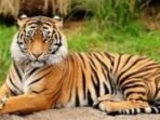 Harimau Sumatera Harimau Sumatera.(Foto-Istimewa)
