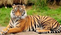 Harimau Sumatera.(Foto-Istimewa)
