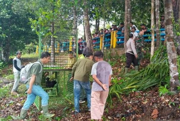BKSDA Resor Mukumuko, Bengkulu memasang perangkap besi untuk menangkap Harimau Sumatera yang memangsa warga Kecamatan Ters Terunjam beberapa waktu lalu.(Foto-Istimewa)