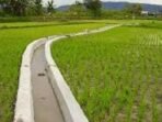 Saluran Irigasi Ilustrasi salaruan irigasi untuk tingkatkan produksi hasil panen petani.(Foto-Istimewa)