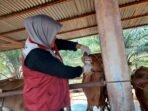 Seorang dokter hewan tengah melakukan pemeriksaan hewan guna memastikan aman dari penyakit mulut dan kuku (PMK).(Foto-Istimewa)