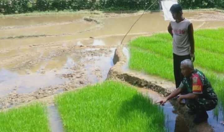 Banbinsa Koramil Kaur Utara, Kabupaten Kaur dampingi petani Desa Aur Ringit Tanam padi.(Foto-Istimewa)