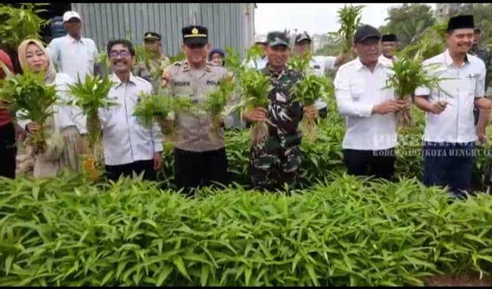 Dandim Kota Bengkulu Panen Kangkung Dandim o407 Kota Bengkulu, Kol Inf Widi Rahman bersama instansi terkait melaksanakan panen raya tamanan kangkung di halaman Kantor Koramil Muara Bangkahulu, Sabtu 22 Februari 2025.(Foto-Istimewa)