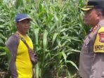 Kapolres Kaur AKBP Yuriko Fernanda melakukan monitoring dan pengecekan tanaman jagung program ketahanan pangan nasional di salah lokasi di Kabupaten Kaur, Selasa 18 Februari 2025.(Foto-Humas Polres Kaur)