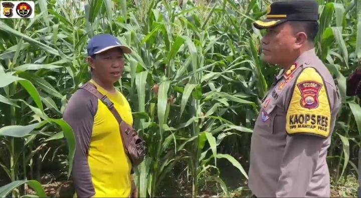 Kapolres Kaur AKBP Yuriko Fernanda melakukan monitoring dan pengecekan tanaman jagung program ketahanan pangan nasional di salah lokasi di Kabupaten Kaur, Selasa 18 Februari 2025.(Foto-Humas Polres Kaur)