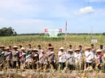 Panen Raya Jagung di Kota Bengkulu Kapolda Bengkulu, Irjen Pol Anwar bersama Sekda Kota Bengkulu, Arif Gunadi serta instansi terkait melaksanakan panen raya jagung di Kelurahan Tanjang Jaya, Rabu 26 Februari 2025.(Foto-Istimewa)