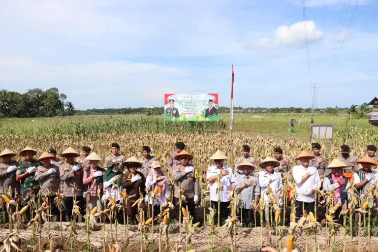Panen Raya Jagung di Kota Bengkulu Kapolda Bengkulu, Irjen Pol Anwar bersama Sekda Kota Bengkulu, Arif Gunadi serta instansi terkait melaksanakan panen raya jagung di Kelurahan Tanjang Jaya, Rabu 26 Februari 2025.(Foto-Istimewa)