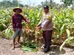 Tanaman Jagung Polsek Maje melakukan monitoring tanaman jagung masyarakat di Desa Arga Mulya, Maje, Kabupaten Kaur, Bengkulu.(Foto HB/Kif)