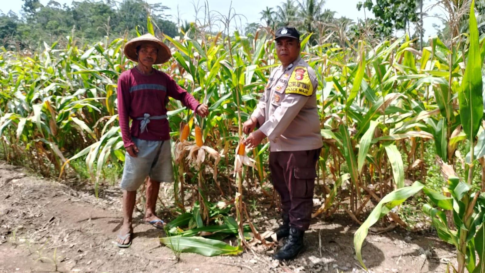 Polsek Maje melakukan monitoring tanaman jagung masyarakat di Desa Arga Mulya, Maje, Kabupaten Kaur, Bengkulu.(Foto HB/Kif)
