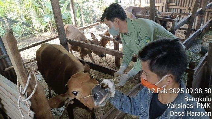 Pemberian vaksin PMK kepada peternak masyarakat.(Foto-TB)