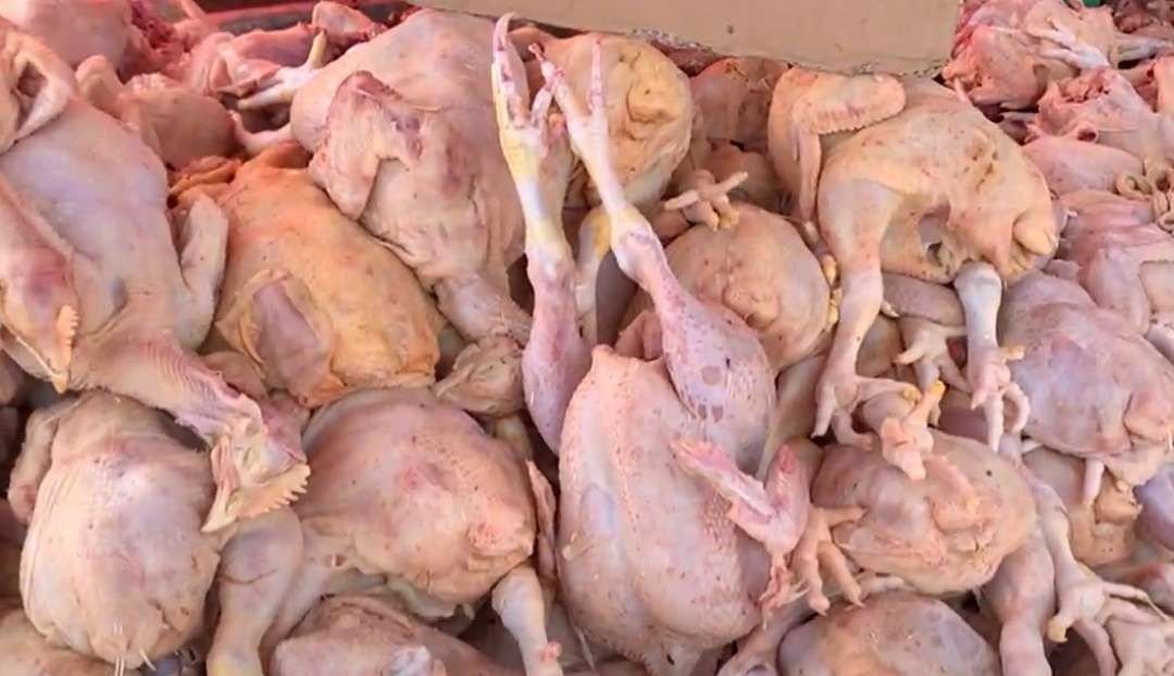 Sejak sepekan ini harga ayam potong di Kota Bengkulu anjlok dari Rp 28.000 menjadi Rp 18.000-Rp 20.000/kg.(Foto/Ist)