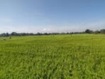 Sekitar 250 hektare tanaman padi di lahan sawah tadah hujan di Desa Sri Kuncoro, Bengkulu Utara siap dipanen usai Idulfitri 1446 Hijriyah.(Foto/Ist)