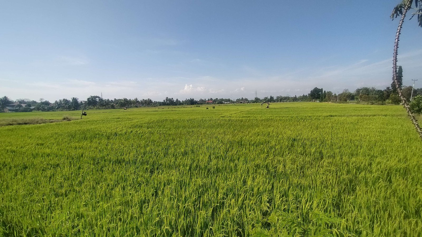 Sekitar 250 hektare tanaman padi di lahan sawah tadah hujan di Desa Sri Kuncoro, Bengkulu Utara siap dipanen usai Idulfitri 1446 Hijriyah.(Foto/Ist)