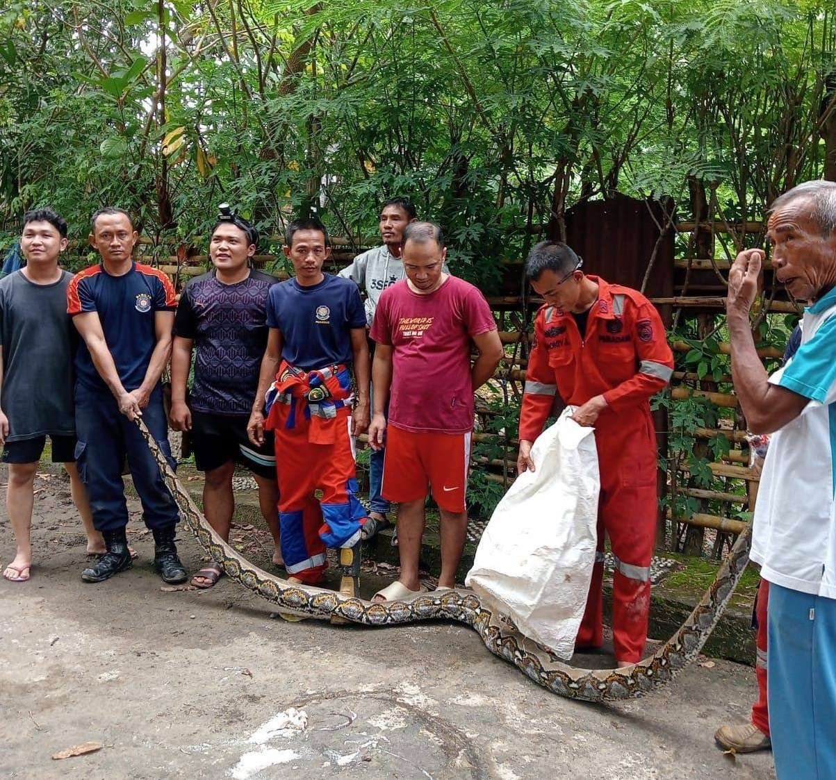 Petugas Damkar Kota Bengkulu berhasil menangkap seekor ular python ukuran besar dari pekarangan rumah warga Jalan Batang Hari, Kelurahan Nusa Indah, Kecamatan Ratu Agung.(Foto/Ist)