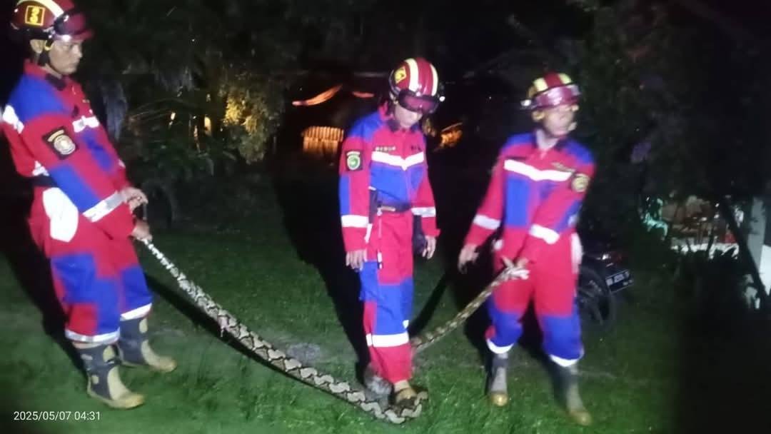 Petugas Damkar Kota Bengkulu mengevakuasi ular dari rumah masyarakat. Sejak Januari-Mei 2025, Damkar sudah berhasil mengevakuasi sebanyak 50 ekor ular sanca dari sejumlah tempat di Kota Bengkulu.(Foto/Ist)