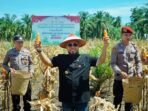 Gubernur Bengkulu, Helmi Hasan Panen Jagung bersama Kapolda Bengkulu, Irjen Pol Mardiyono bersama instansi terkait hasilkan 3.320 ton jagung kering.(Foto/Ist)