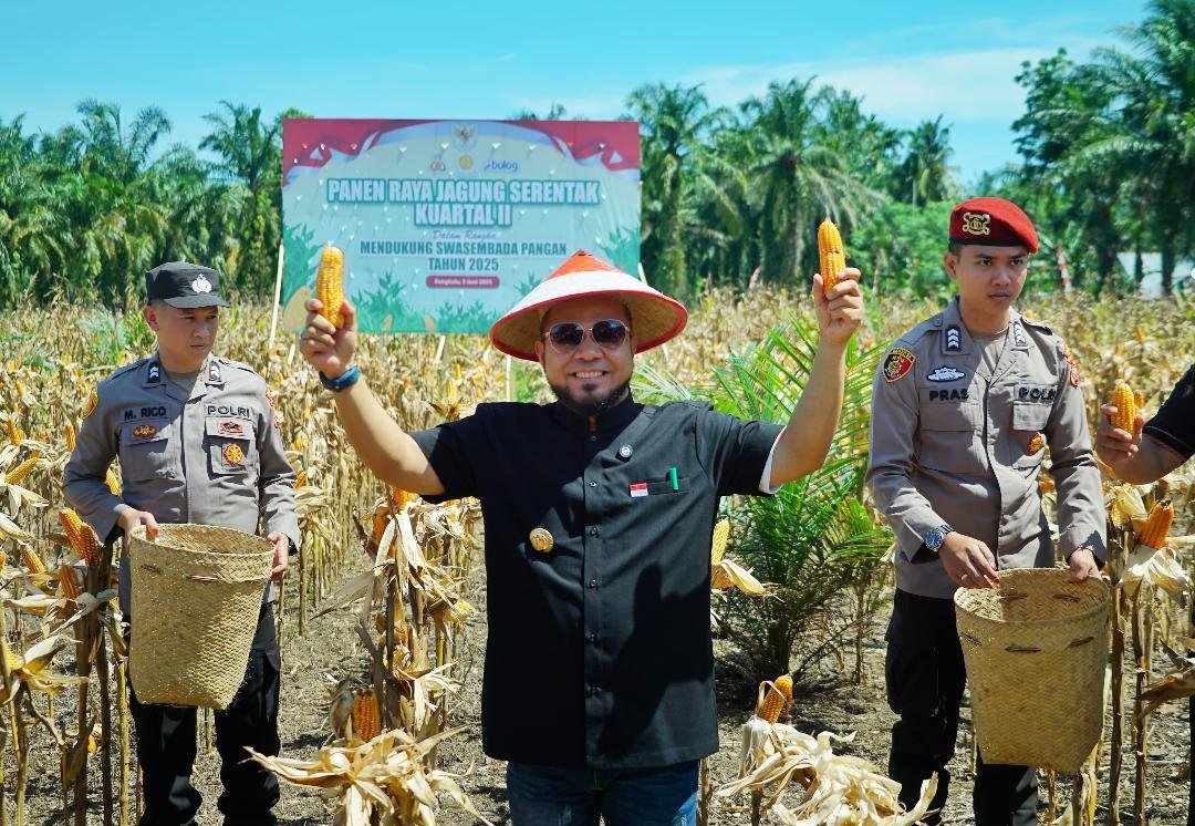 Gubernur Bengkulu, Helmi Hasan Panen Jagung bersama Kapolda Bengkulu, Irjen Pol Mardiyono bersama instansi terkait hasilkan 3.320 ton jagung kering.(Foto/Ist)