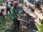 Petugas DLH Bengkulu Bersihkan Pohon Tumbang Petugas dari Dinas Lingkungan Hidup (DLH) Kota Bengkulu tengah bekerja memotong kayu pelindung di kawasan jalan protokol di daerah ini romboh akibat hujan lebat disertai badai.(Foto/Ist)