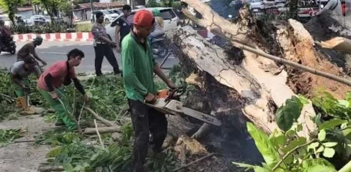 Petugas dari Dinas Lingkungan Hidup (DLH) Kota Bengkulu tengah bekerja memotong kayu pelindung di kawasan jalan protokol di daerah ini romboh akibat hujan lebat disertai badai.(Foto/Ist)