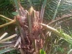 Sawit Petani Diriusak Tanaman kepala sawit milik sejumlah petani talo diduga dirusak pihak perusahaan perkebunan yang berkonflik lahan dengan masyarakat setempat.(Foto/Ist)