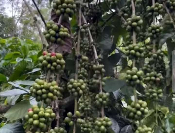 panen kopi Bengkulu Harga kopi biji di Bengkulu kembali naik dari Rp 42.000 menjadi Rp 60.000/kg.(Foto/Dok)