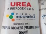 Bantuan Pupuk Subsidi Kota Bengkulu Pemerintah menurunakan semua jenis pupuk subsidi sejak akhir Oktober 2025 sebesar 20 persen dari harga sebelumnya.(Foto/Ist)