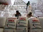 Sejak 22 Oktober lalu, seluruh jenis pupuk subsidi harganya diturunkan pemerintah rata-rata 20 persen. Stok pupuk subsidi mencukupi sesuai kebutuhan petani setempat.(Foto/Net)