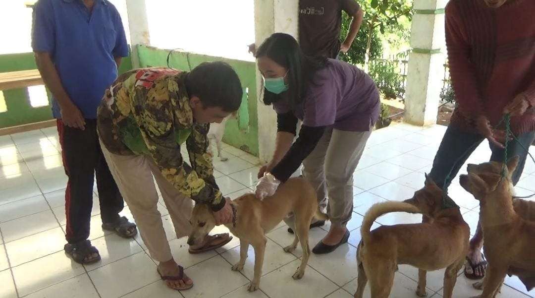 Hewan Penular Rabies Leboong divaksin Hewan penular rabies milik masyarakat diberikan vaksin rabies oleh dokter hewan setempat.(Foto/Dok)