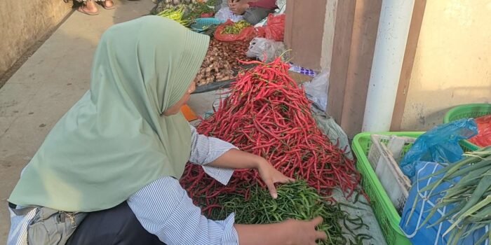Cabai di Kaur Melambung Menjelang perayaan Natura harga cabai panjang merah di Kabupaten Kaur melambung dari Rp 60.000 menjadi Rp 70.000/kg.(Foto/Ist)
