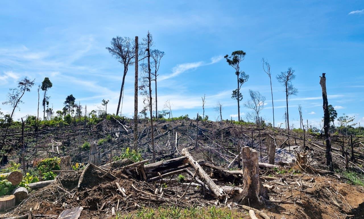 Hutan yang menjadi habit gajah dan harimau sumatera di Bengkulu, dirampok masyarakat untuk dijadikan kebun kelapa sawit. Akibatnya, ruang gerak satwa dilindungi semakin sempit dan krisis air mulai melanda masyarakat setempat.(Foto/Ist)