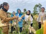 PKK Panen Raya Jagung Benteng Ketua TP PKK Bengkulu Tengah, Susilo Damarini Rachmat melaksanakan panen raya jagung di Desa Lagan, Kecamatan Semidang Lagan, Bengkulu Tengah dalam rangka mendukung program ketahanan pangan nasional.(Foto/Ist)