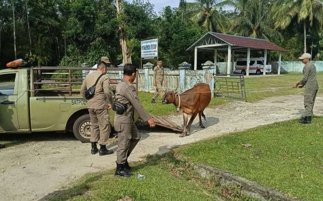 Anggota Satpol PP Kaur menertibkan ternak sapi liar milik masyarakat di salah satu kecamatan di kabupaten tersebut. Bagi pemilik ternak yang hewan peliharaanya terjaring operasi Satpol PP dikenakan denda Rp 2 juta/ekor.(Foto/Ist)