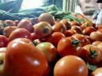 Sejak sepekan ini harga buah Tomat di beberapa pasar tradisional di Kota Bengkulu anjlok dari Rp 7.000 menjadi Rp 4.000/kg. Ini terjadi pasokan melimpah dan permitaan stabil.(Foto/Ist)