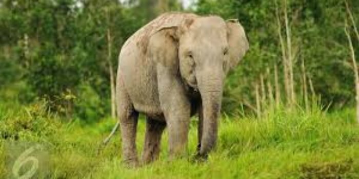 Ilustrasi Gajah Sumatera (Foto/Ist)(