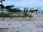 BPDB Kota Bengkulu mengimbau pengunjung tak mandi di Pantai Panjang saat libur Natal dan Tahun Baru 2026, karena cuaca ekstrem diperkirankan masih melanda daerah ini.(Foto/Ist)
