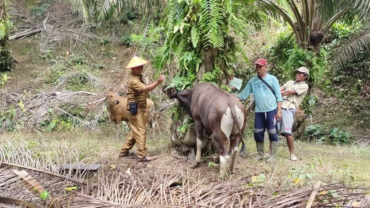 Distan Bengkulu Selatan terus melakukan pencegahan terhadap penyakit Sapi Ngorok di wilayah ini.(Foto/Ist)