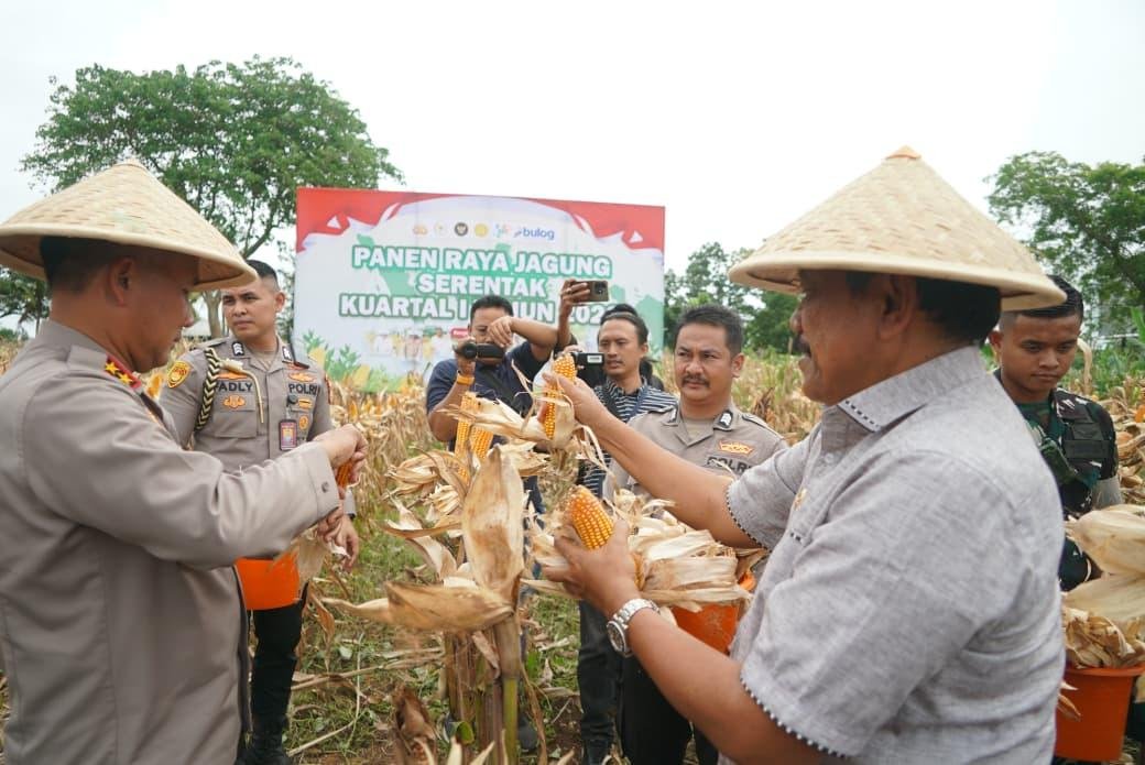 Kapolda Bengkulu, Irjen Pol Mardiyono dan Wagub Bengkulu, Main dan pihak terkait melaksanakan panen jagung serentak. Kegiatan ini dalam rangka menyukseskan program Presiden Probowo Subianto.(Foto/Ist)