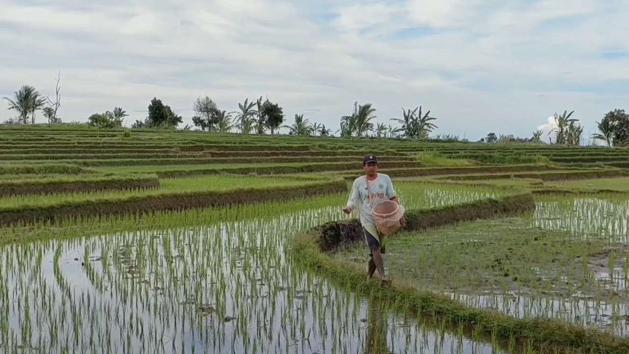 Kabupaten Bengkulu Utara pada tahun 2026 mendapat alokasi pupuk subsidi dari Kementerian Pertanian sebanyak 4.929 ton terdiri atas pupuk Urea, NPK dan pupuk Organik.(Foto/Ist)